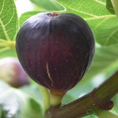 Саженцы инжира сорт Киевский крупноплодный 1 летние, конт. P9