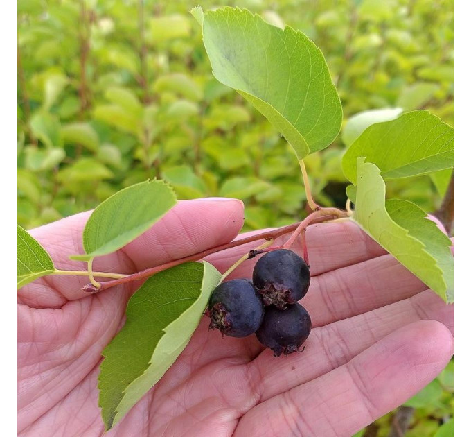 Ирга сорт Honeywood 1 летняя, in vitro (полуупакованая)