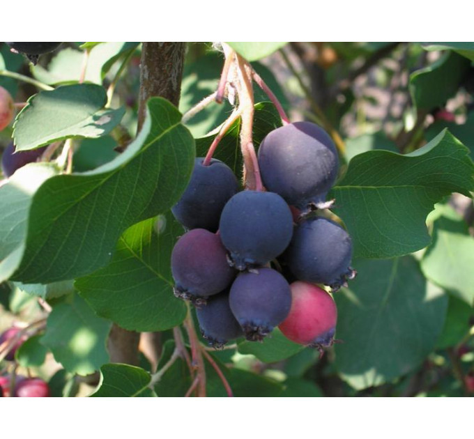 Ирга сорт Тиссен 2 летняя, конт. 5 л