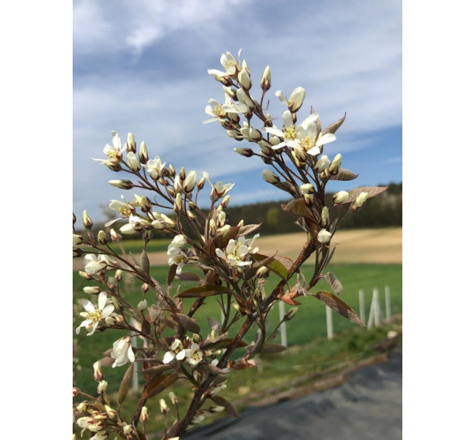 Ирга сорт Martin 1 летняя, in vitro (полуупакованая)