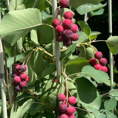 Ирга сорт Smokey 2 летняя, полуупакованая