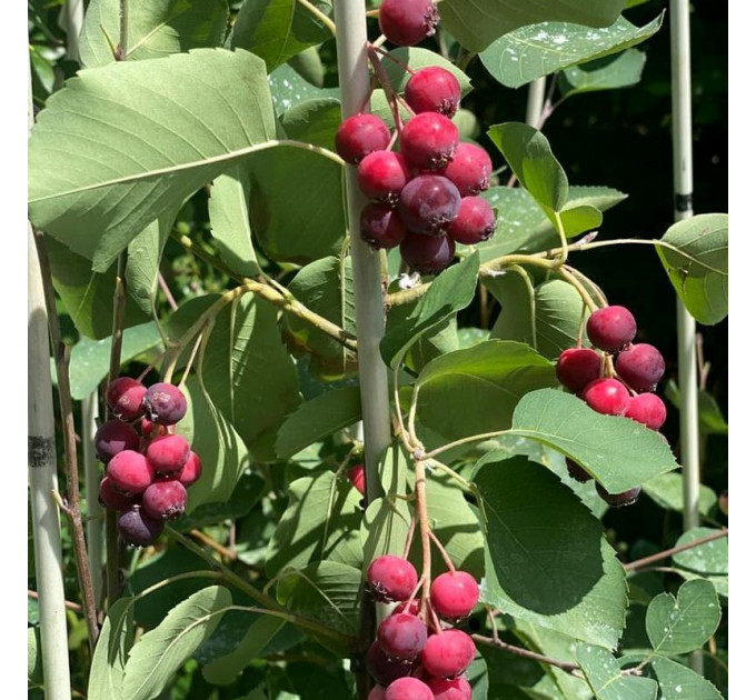 Ирга сорт Smokey 2 летняя, полуупакованая