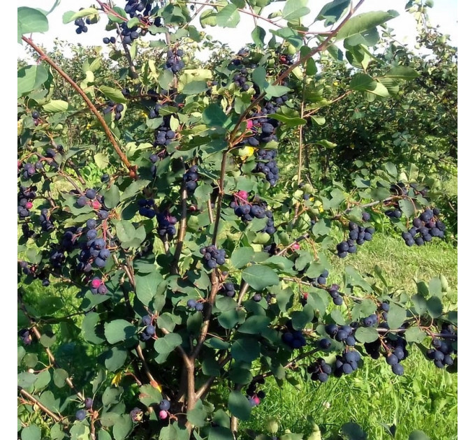 Ирга сорт Smokey 2 летняя, полуупакованая