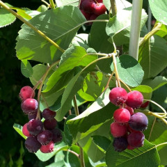 Ирга сорт Honeywood 2 летняя, полуупакованая