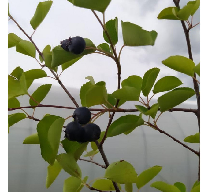 Ирга сорт Honeywood 2 летняя, полуупакованая