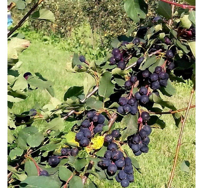 Ирга сорт Smokey 1 летняя, in vitro (полуупакованая)