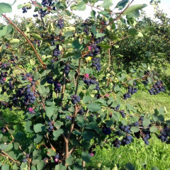 Ирга сорт Smokey 1 летняя, in vitro (полуупакованая)