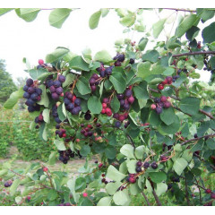 Ирга ольхолистная сорт «Нортлайн», 2 летняя, конт. 7.5