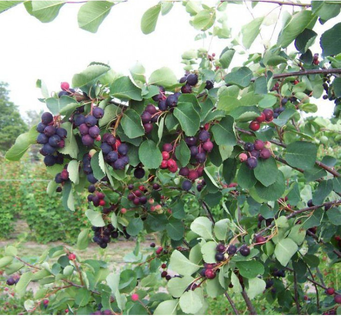 Ирга ольхолистная сорт «Нортлайн», 2 летняя, конт. 7.5