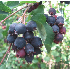 Ирга ольхолистная сорт «Thiessen» 2 летняя, конт. 1.5 л