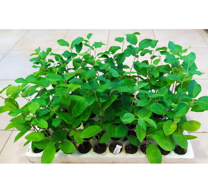 Ирга сорт Sleyt 1 летняя, конт. P9