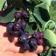 Ирга сорт Thiessen 1 летняя, in vitro (полуупакованая)