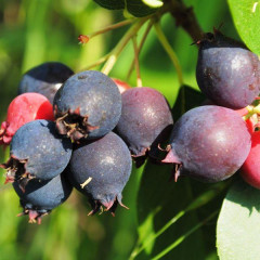 Ирга ольхолистная сорт «Красноярская», 1 лет P9