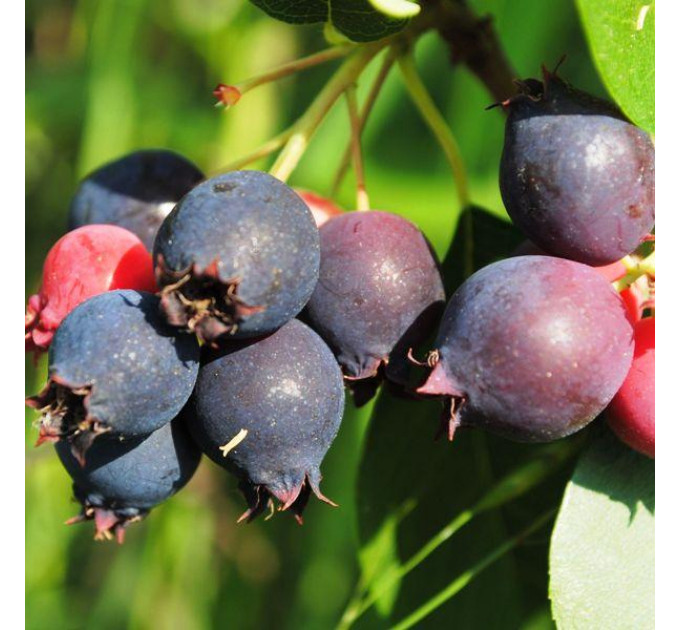 Ирга ольхолистная сорт «Красноярская», 1 лет P9