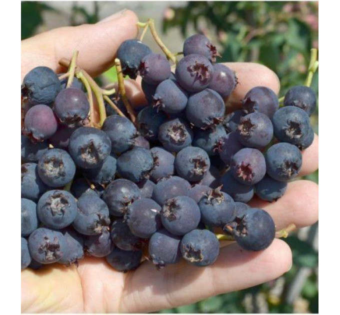 Ирга сорт «Мартин», 2 летняя, конт. 7.5