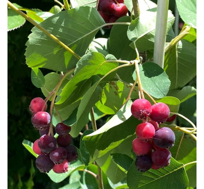 Ирга сорт Honeywood 1 летняя, конт. 1.5 л