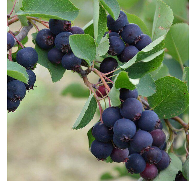 Ирга сорт Martin 1 летняя, конт. P9