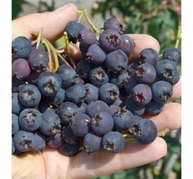 Ирга сорт Martin 1 летняя, конт. P9