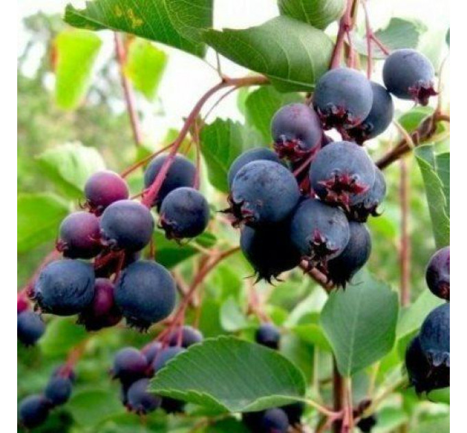 Ирга сорт Sleyt 2 летняя, конт. 7.5 л