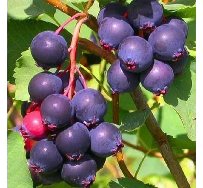 Ирга сорт Sleyt 2 летняя, конт. 7.5 л