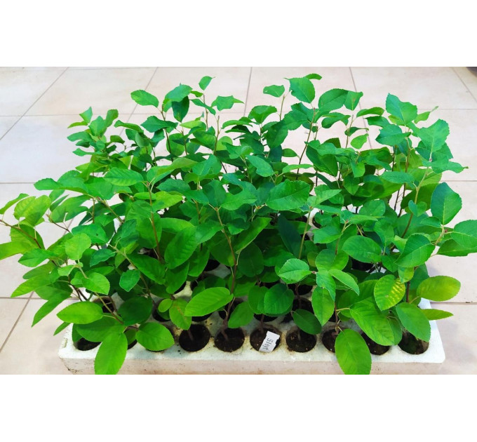 Ирга сорт Sleyt 2 летняя, конт. 7.5 л