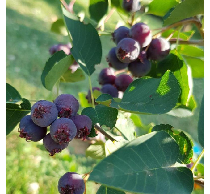 Ирга ольхолистная сорт «Honeywood» 2 летняя, конт. 1,5 л