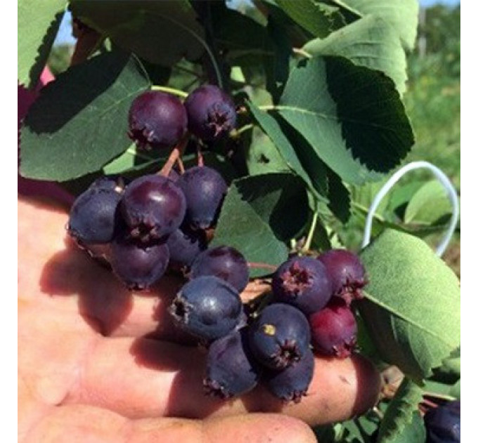 Ирга сорт Thiessen 1 летняя, конт. 7.5 л