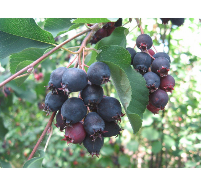 Ирга сорт Thiessen 1 летняя, конт. 7.5 л