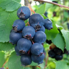 Ирга сорт Amela (Амела), 2 года 1.5 л