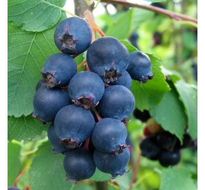 Ирга сорт Amela (Амела), 2 года 1.5 л