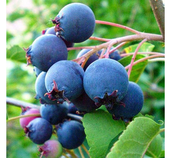 Ирга сорт Amela (Амела), 2 года 1.5 л