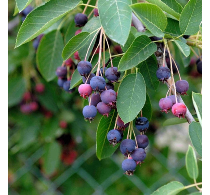 Саженцы ирги сорт Смоуки, 2 лет контейнер 1.5 л