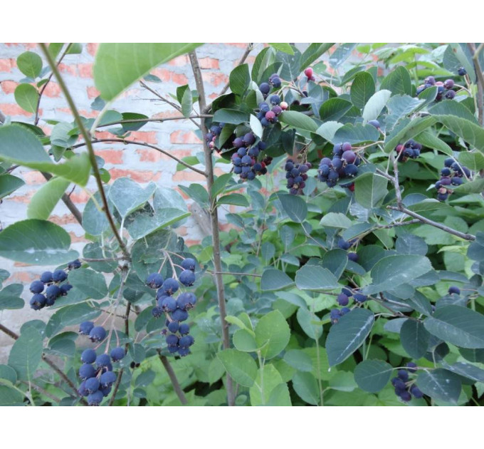 Саженцы ирги сорт Смоуки, 2 лет контейнер 1.5 л