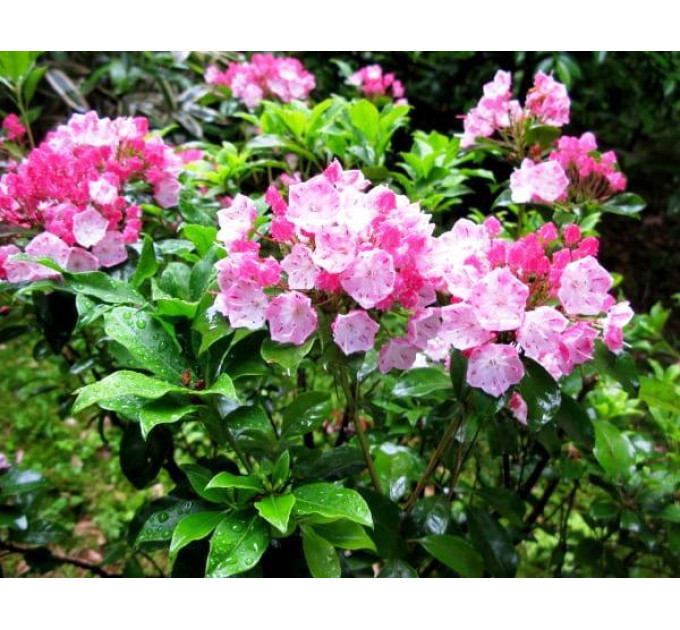 Кальмия широколистная сорт Latchmin, конт. 1.5 л