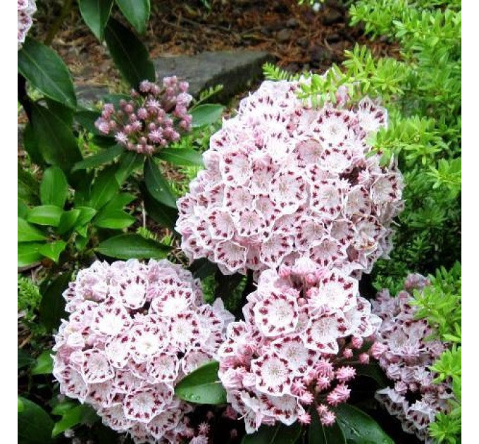 Кальмия широколистная сорт Latchmin, конт. 1.5 л