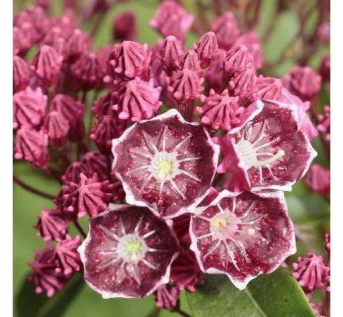 Кальмия широколистная сорт Merlin, горшок P9