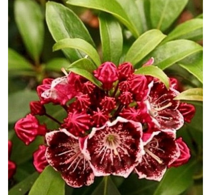 Кальмия широколистная сорт Merlin, горшок P9