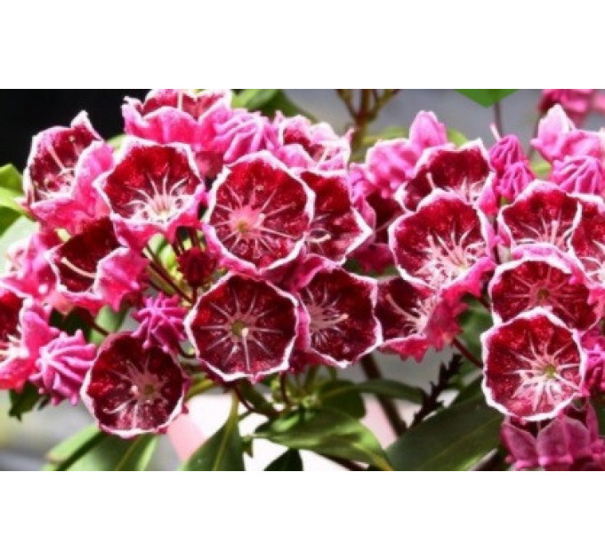 Кальмия широколистная сорт Merlin, конт. 1.5 л