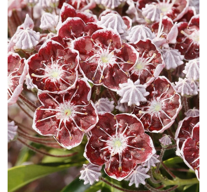 Кальмия широколистная сорт Tad, горшок P9