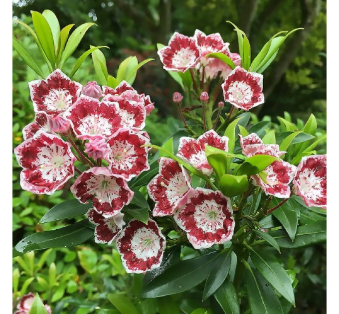 Кальмия широколистная сорт Tad, горшок P9