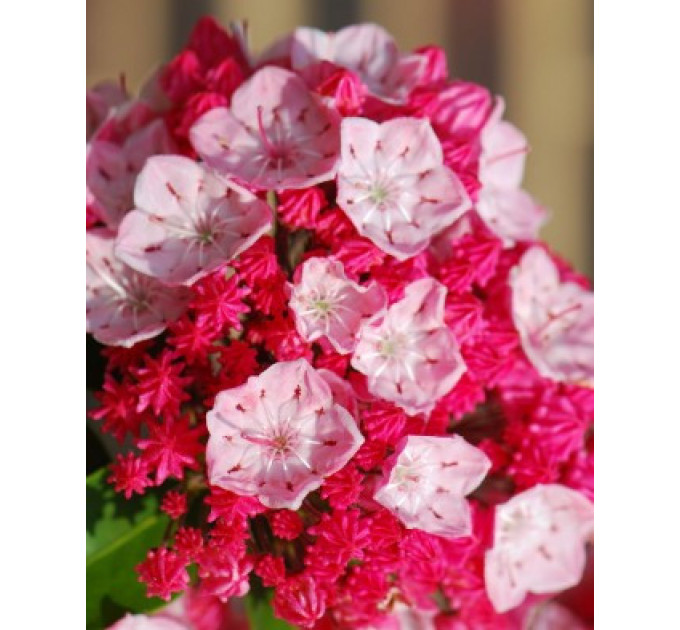 Кальмия широколистная сорт Pinkobello, конт. 1.5 л