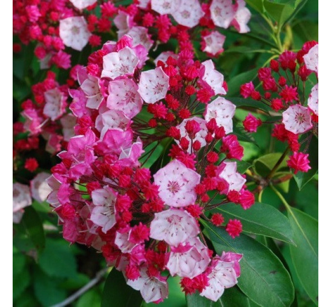 Кальмия широколистная сорт Pinkobello, конт. 1.5 л