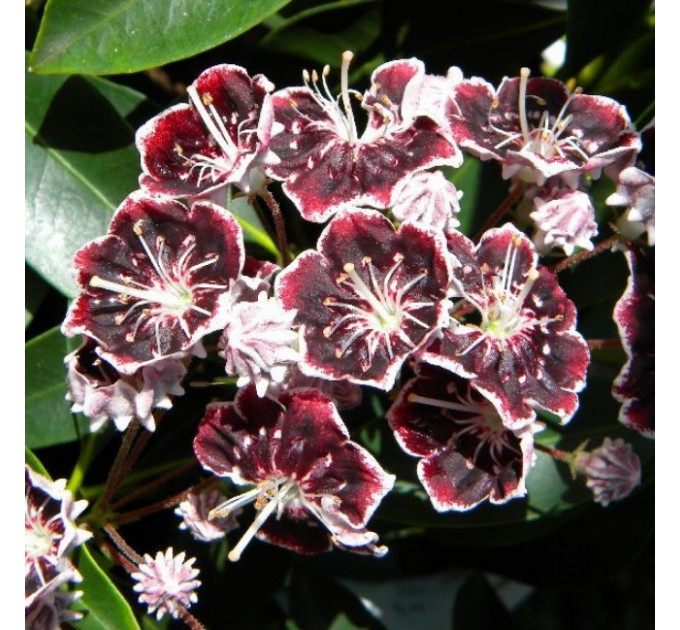 Кальмия широколистная сорт Black Label, in vitro (полуупакованая)