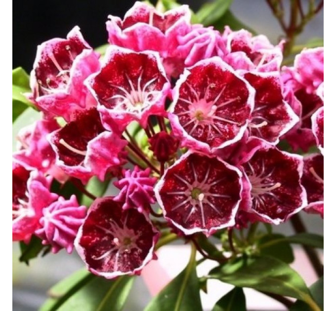 Кальмия широколистная сорт Kaleidoscope, in vitro (полуупакованая)