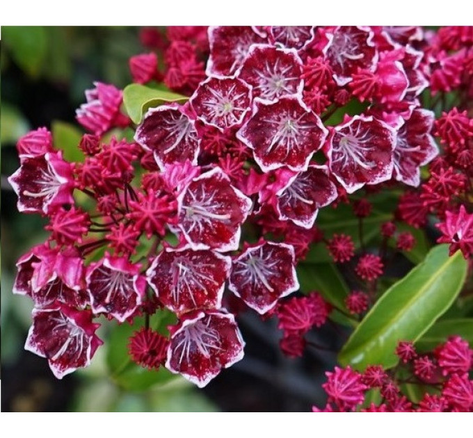 Кальмия широколистная сорт Kaleidoscope, in vitro (полуупакованая)