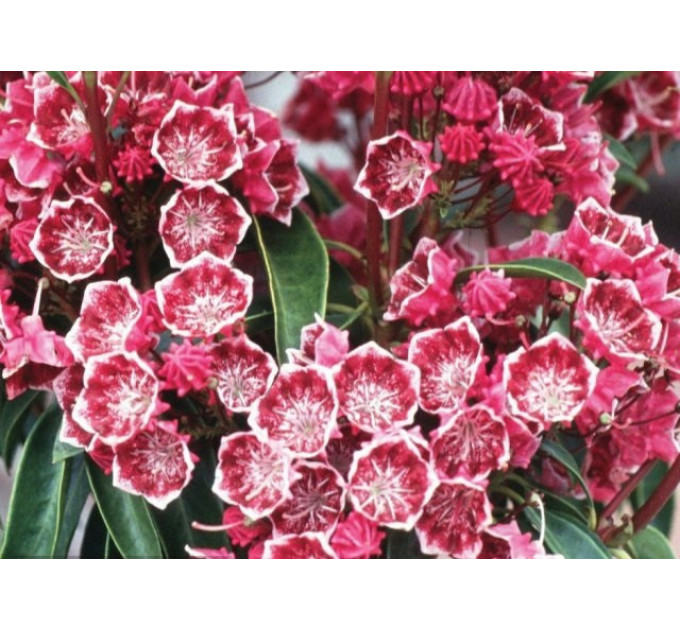 Кальмия широколистная сорт Kaleidoscope, in vitro (полуупакованая)