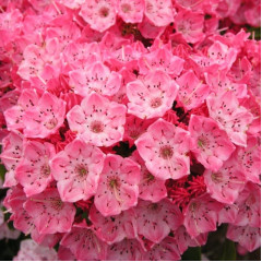 Кальмія широколиста сорт Kardinal, in vitro (напівупакована)