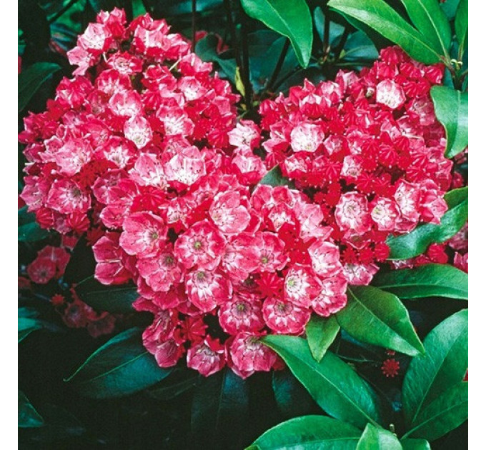 Кальмия широколистная сорт Kardinal, in vitro (полуупакованая)