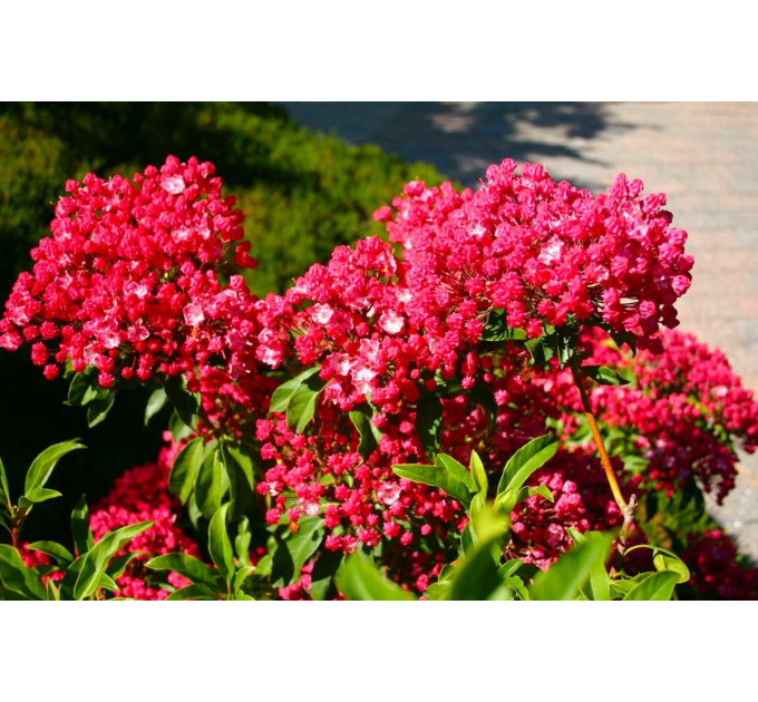 Кальмия широколистная сорт Kardinal, in vitro (полуупакованая)