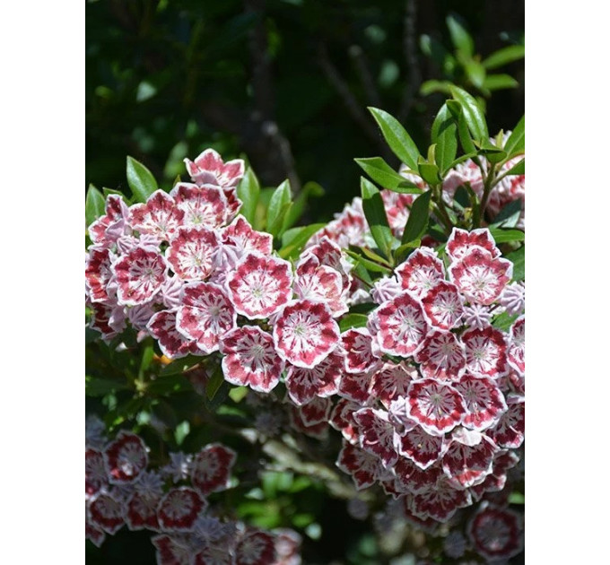 Кальмия широколистная сорт Tad, in vitro (полуупакованая)